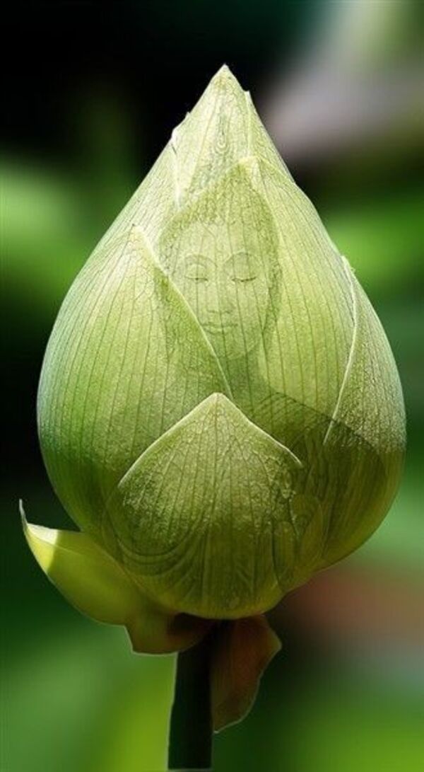 50 Hình Hình ảnh Hoa Sen Phật Giáo Đẹp, Ý Nghĩa Nhất