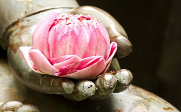 50 Hình Hình ảnh Hoa Sen Phật Giáo Đẹp, Ý Nghĩa Nhất