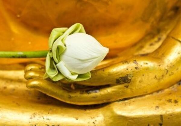 50 Hình Ảnh Hoa Sen Phật Giáo Đẹp, Ý Nghĩa Nhất
