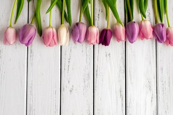 Top 70 Hình Ảnh Hoa Tulip Đẹp Nhất Cho Điện Thoại, Máy Tính