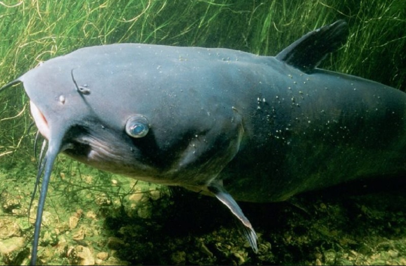 Mơ thấy cá đen: giải mã chi tiết Mơ thấy cá đen đánh con gì?