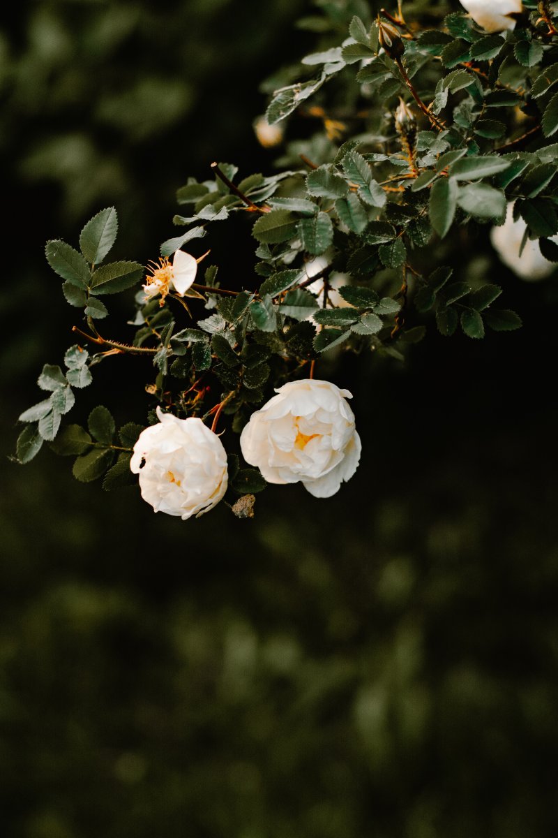 hoa hồng trắng cung hoàng đạo