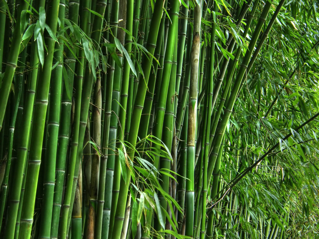 Giá trị kinh tế của cây tre - BambuBuild