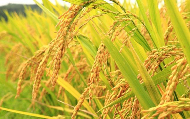 Mơ thấy lúa gạo mang ý nghĩa gì? Nên đánh con gì chắc ăn nhất?