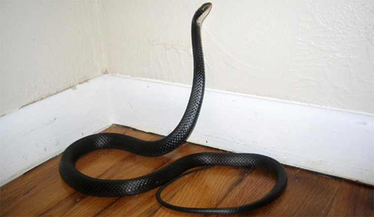 Vì sao rắn thích bò vào nhà?