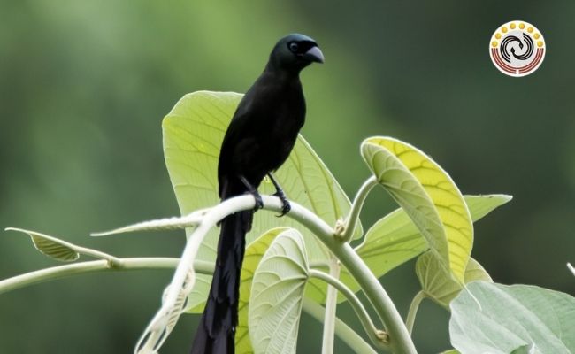 Chim Khách kêu là điềm báo gì? Những điều bạn chưa biết về chim Khách - Thucanh.vn | TTTVM - Thamtrangtraivinamilk
