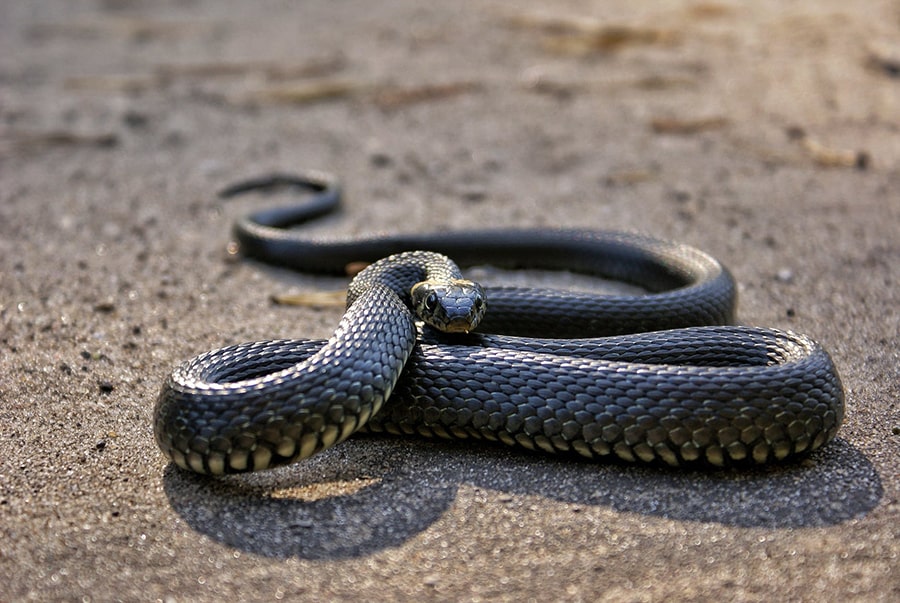 Một số đặc điểm về loài rắn
